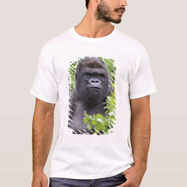 Silverback Lowland Gorilla, Gorilla gorilla, T-Shirt (Front)