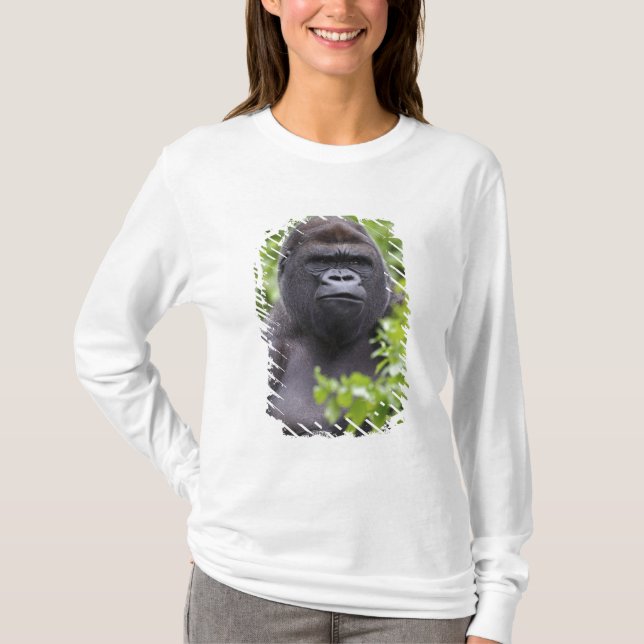 Silverback Lowland Gorilla, Gorilla gorilla, T-Shirt (Front)