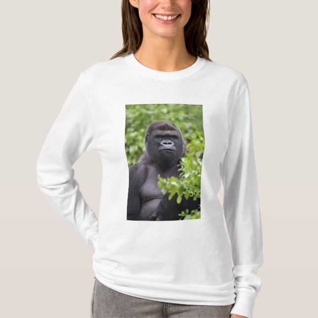 Silverback Lowland Gorilla, Gorilla gorilla, T-Shirt (Front)
