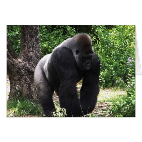 Silverback Male Gorilla walking head downjpg