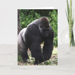 Silverback Male Gorilla walking head down.jpg Card