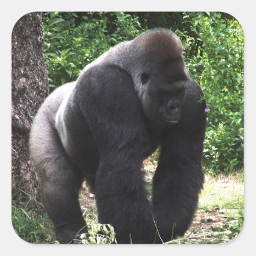 Silverback Male Gorilla walking head downjpg Square Sticker