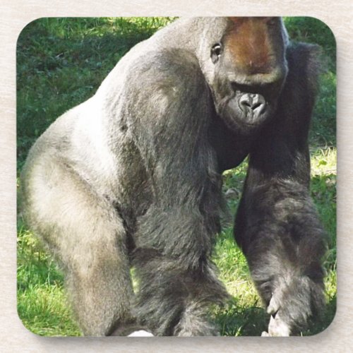 Silverback Male Lowland Gorilla Standing Up Beverage Coaster