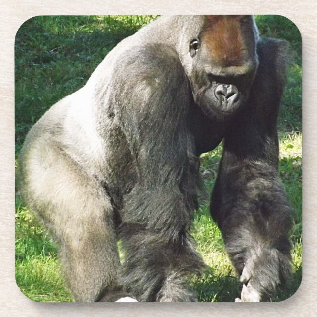 Silverback Male Lowland Gorilla Standing Up Beverage Coaster (Front)