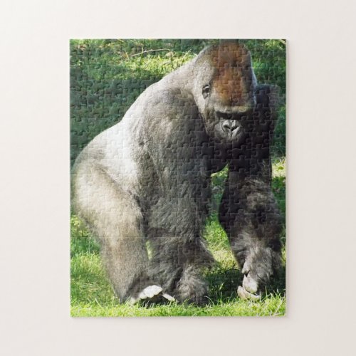 Silverback Male Lowland Gorilla Standing Up Jigsaw Puzzle
