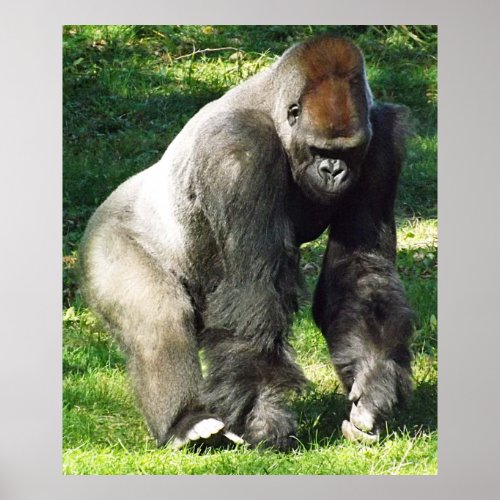 Silverback Male Lowland Gorilla Standing Up Poster