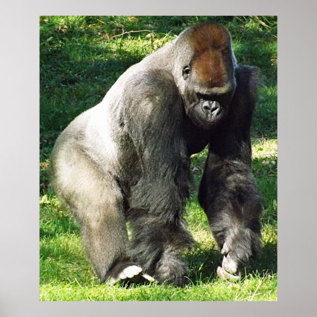 Silverback Male Lowland Gorilla Standing Up Poster (Front)