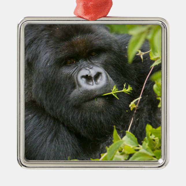 Silverback Mountain Gorilla Metal Ornament (Front)