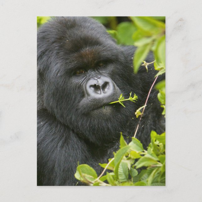 Silverback Mountain Gorilla Postcard (Front)