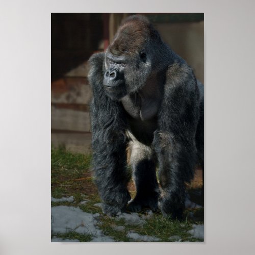 Silverback On A Cold Day Poster