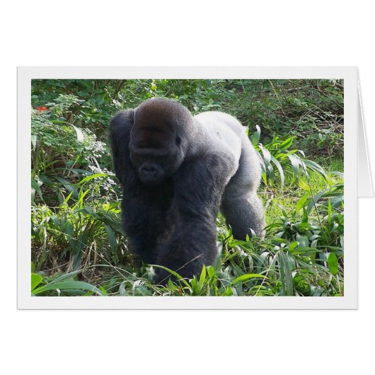 Silverback on the Move (Front Horizontal)