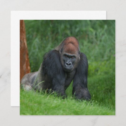 Silverback's Serene Realm (Front/Back)