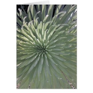 Silversword at Haleakala National Park, Maui Cards