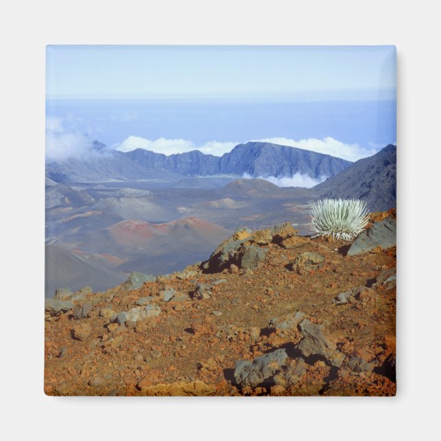 Silversword on Haleakala Crater  Rim from near 2 Magnet (Front)