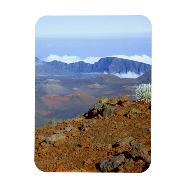 Silversword on Haleakala Crater  Rim from near 2 Magnet (Vertical)