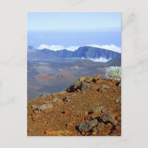 Silversword on Haleakala Crater  Rim from near 2 Postcard