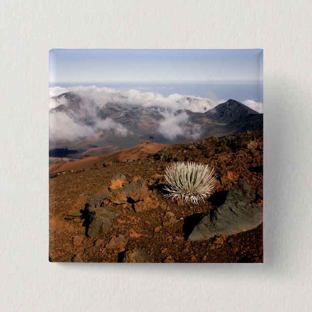 Silversword on Haleakala Crater  Rim from near 3 Button (Front)
