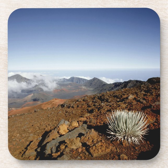 Silversword on Haleakala Crater  Rim from near Drink Coaster (Front)
