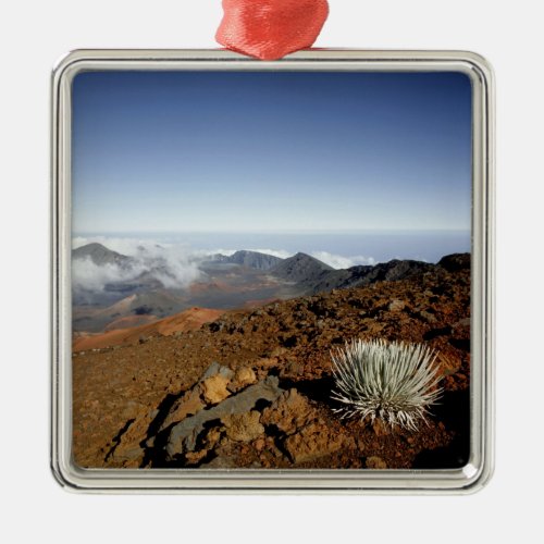 Silversword on Haleakala Crater  Rim from near Metal Ornament