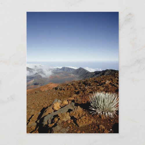 Silversword on Haleakala Crater  Rim from near Postcard