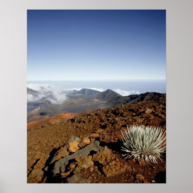 Silversword on Haleakala Crater  Rim from near Poster (Front)