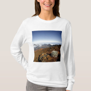 Silversword on Haleakala Crater  Rim from near T-Shirt