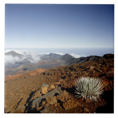 Silversword on Haleakala Crater  Rim from near Tile