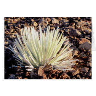 Silversword on Haleakala, Maui
