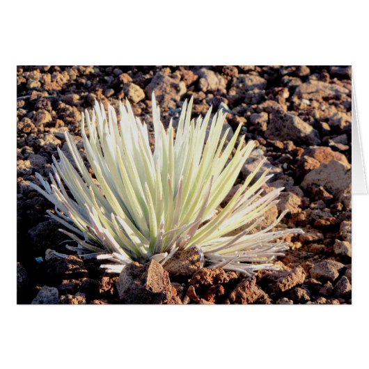 Silversword on Haleakala, Maui Cards (Front Horizontal)