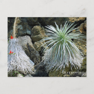 Silversword Postcard