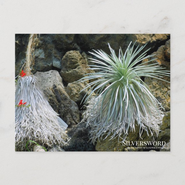 Silversword Postcard (Front)
