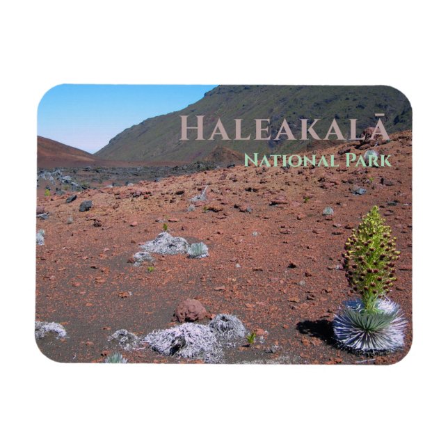 Silversword, Sand Dunes, Haleakalā National Park Magnet (Horizontal)