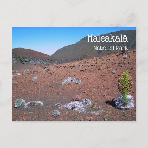 Silversword Sand Dunes Haleakala National Park Postcard