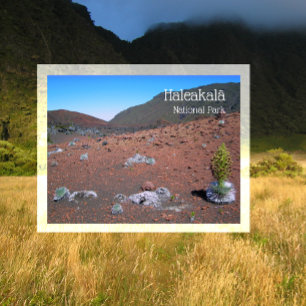 Silversword, Sand Dunes, Haleakala National Park Postcard