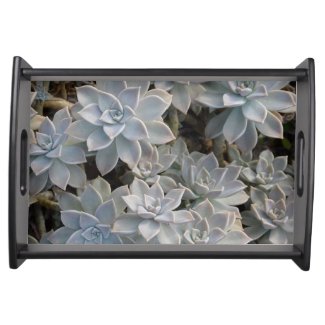 Silvery Blue Echeveria Succulents