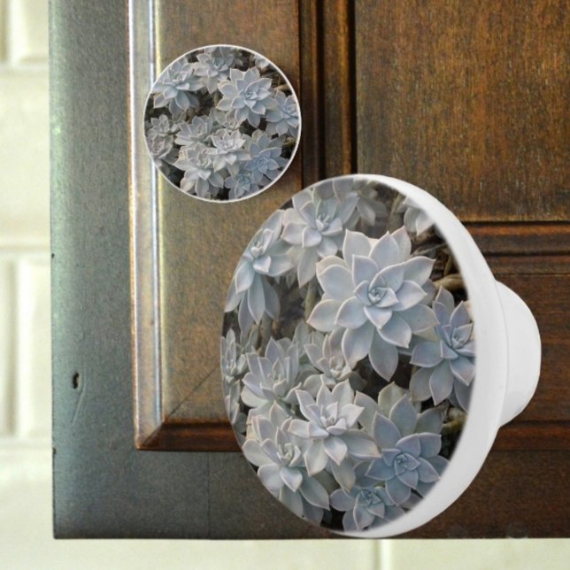 Silvery Blue Succulents Botanical Photographic Ceramic Knob (Creator Uploaded)
