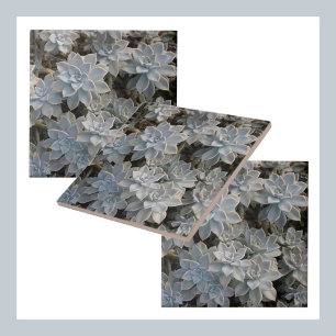 Silvery Blue Succulents Botanical Photographic Ceramic Tile