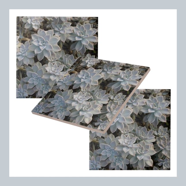 Silvery Blue Succulents Botanical Photographic Ceramic Tile (Creator Uploaded)