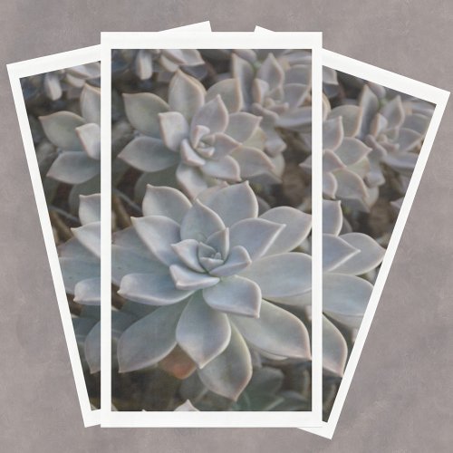 Silvery Blue Succulents  Paper Guest Towels