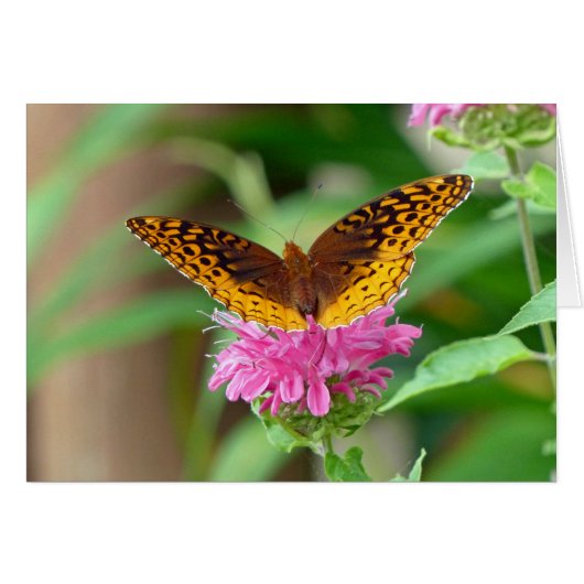 Silvery Checkerspot Butterfly (Front Horizontal)