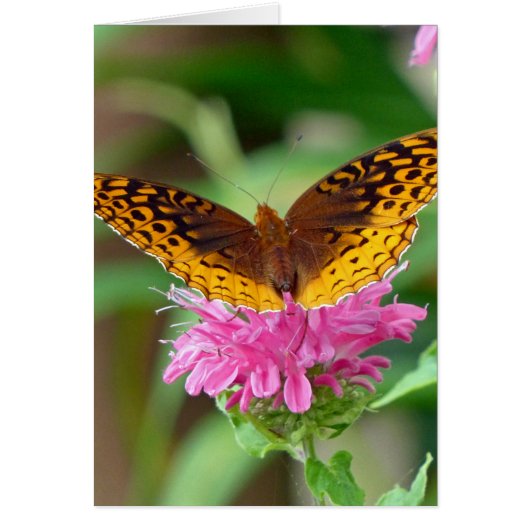 Silvery Checkerspot Butterfly Cards (Front)