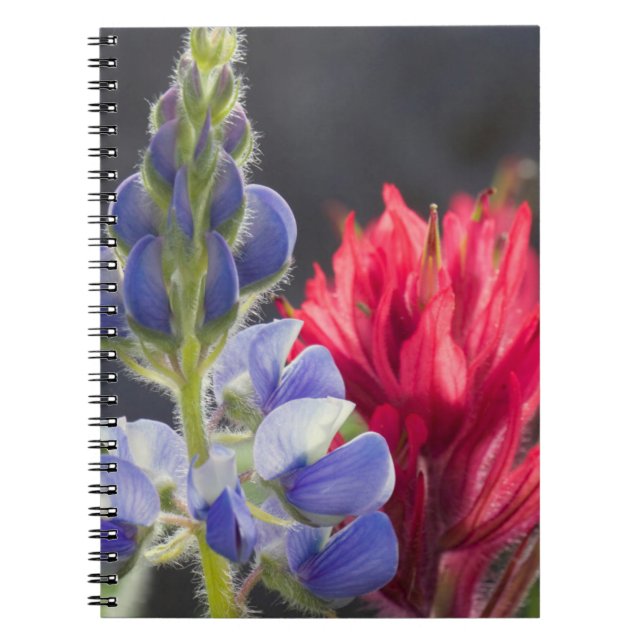 Silvery Lupine, Lavender Paintbrush Notebook (Front)