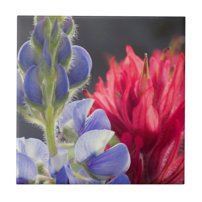 Silvery Lupine, Lavender Paintbrush Tile (Front)