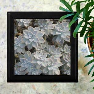 Silvery Succulents Beautiful Wooden Keepsake Gift Box