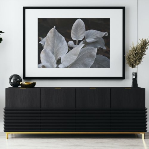 Silvery White Angel Wings Plant Floral Poster