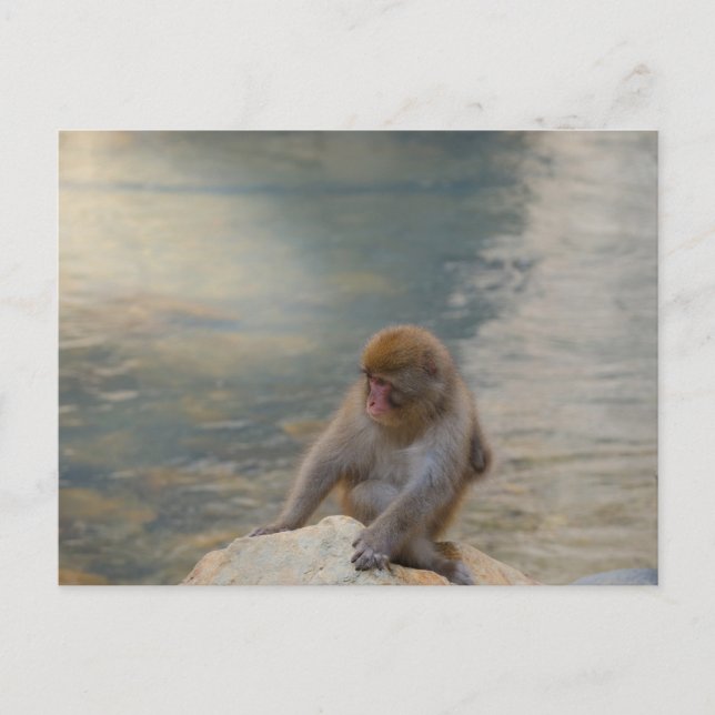 Simian Serenity by the Shore Postcard (Front)