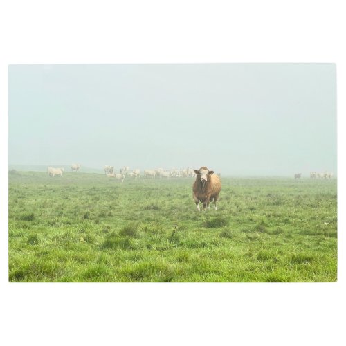 Simmental Beef Bull in Foggy Green Pasture Metal Print