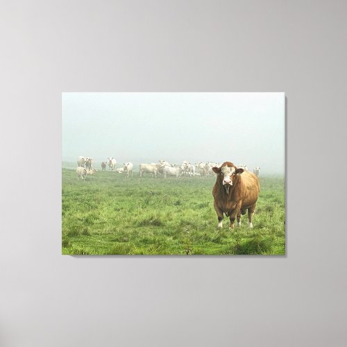Simmental Bull in Foggy  Pasture  Canvas Print