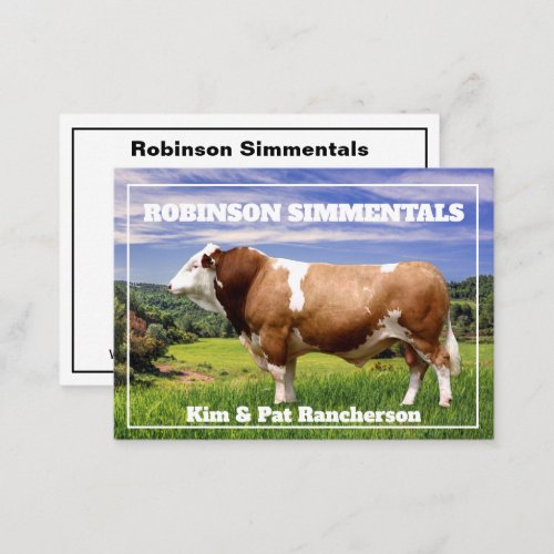 Simmental Bull in Pasture    Business Card