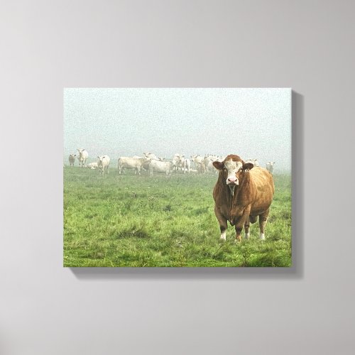 Simmental Bull in Pasture Canvas Print